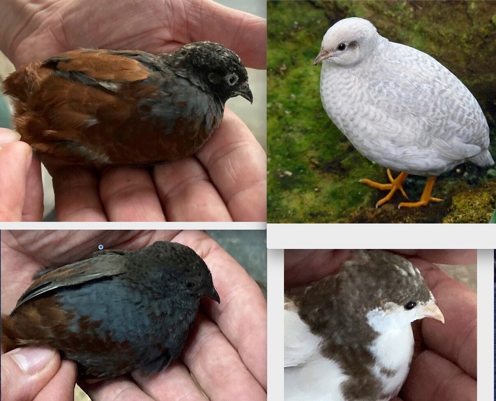 20 BUTTON QUAIL EGGS SILVER RED BREASTED ONLY ships 2 DAY FEDEX PLEASE READ ALL