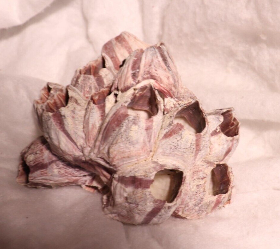 Barnacles Fossil Shell Purple Cluster
