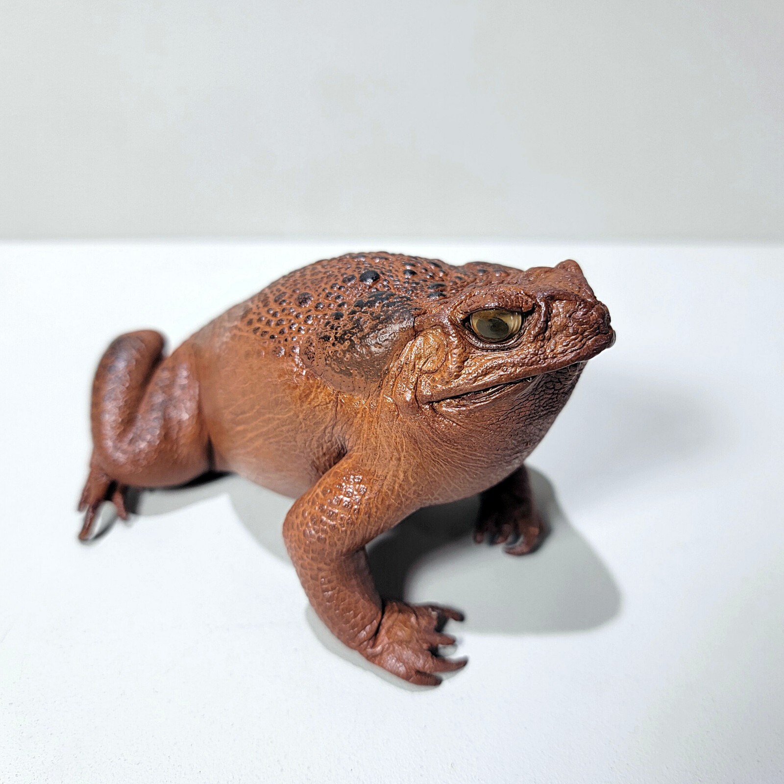 Taxidermy Toad, Real Stuffed Frog, Rhinella marina