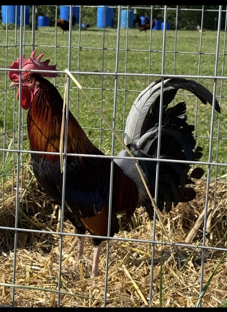 6 + Chicken Fertile Hatching Eggs