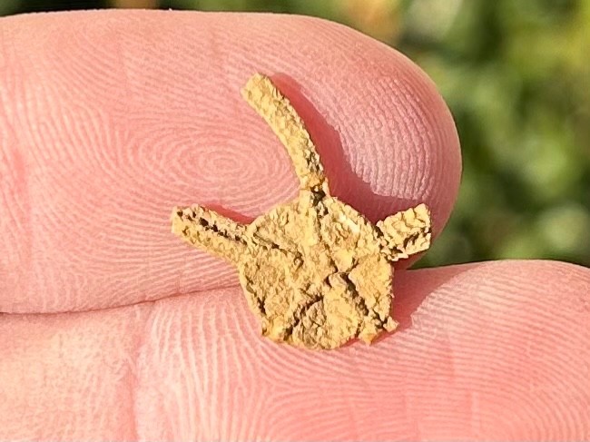 Fossil Starfish Ophiura graysonensis Brittle Star Texas Cretaceous Pawpaw Fm