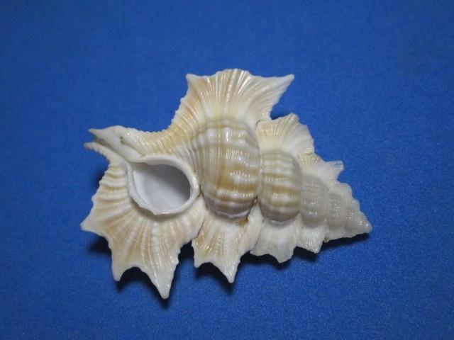 Biplex perca Perry, 1811 "MAPLE LEAF;GIANT! (48.0mm)