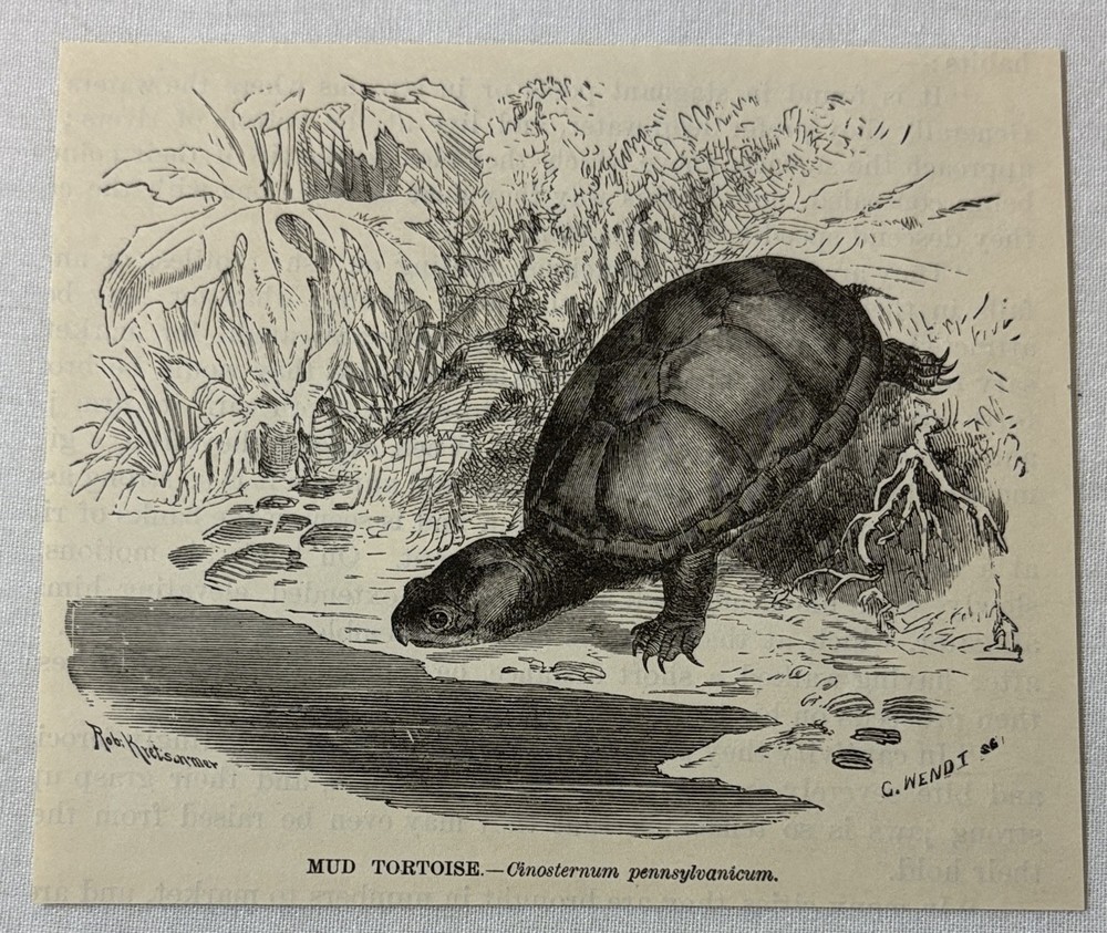 1885 book engraving ~ MUD TORTOISE