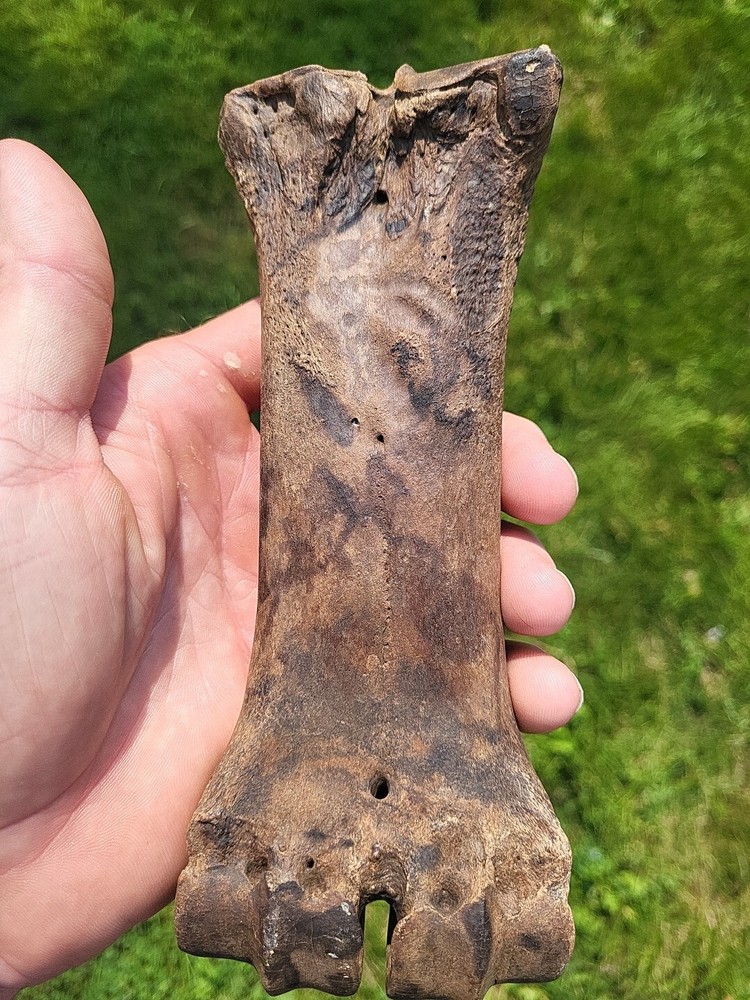 Bison metacarpal Historic bison foot bone
