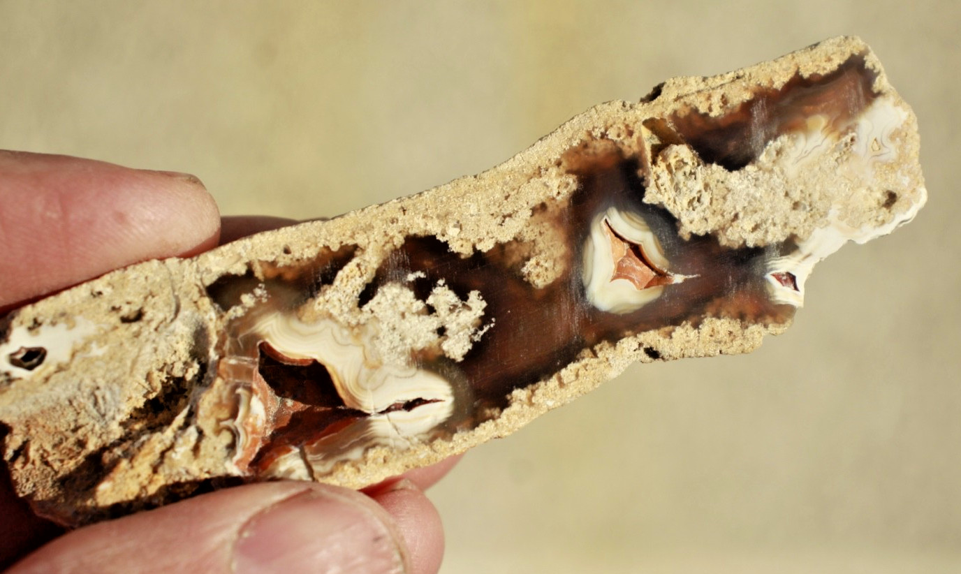 Polished Tampa Bay Fossil Coral Half • 4.0" Long/1.5 oz.