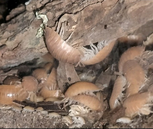 Porcellio Laevis Orange - 15+ Count