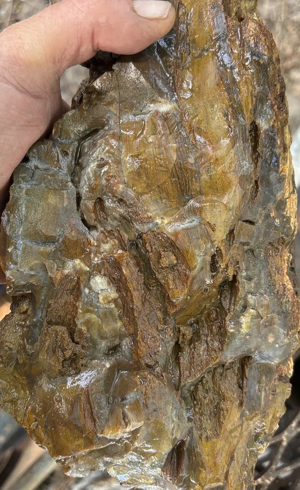 Silver Creek Junction Petrified Wood