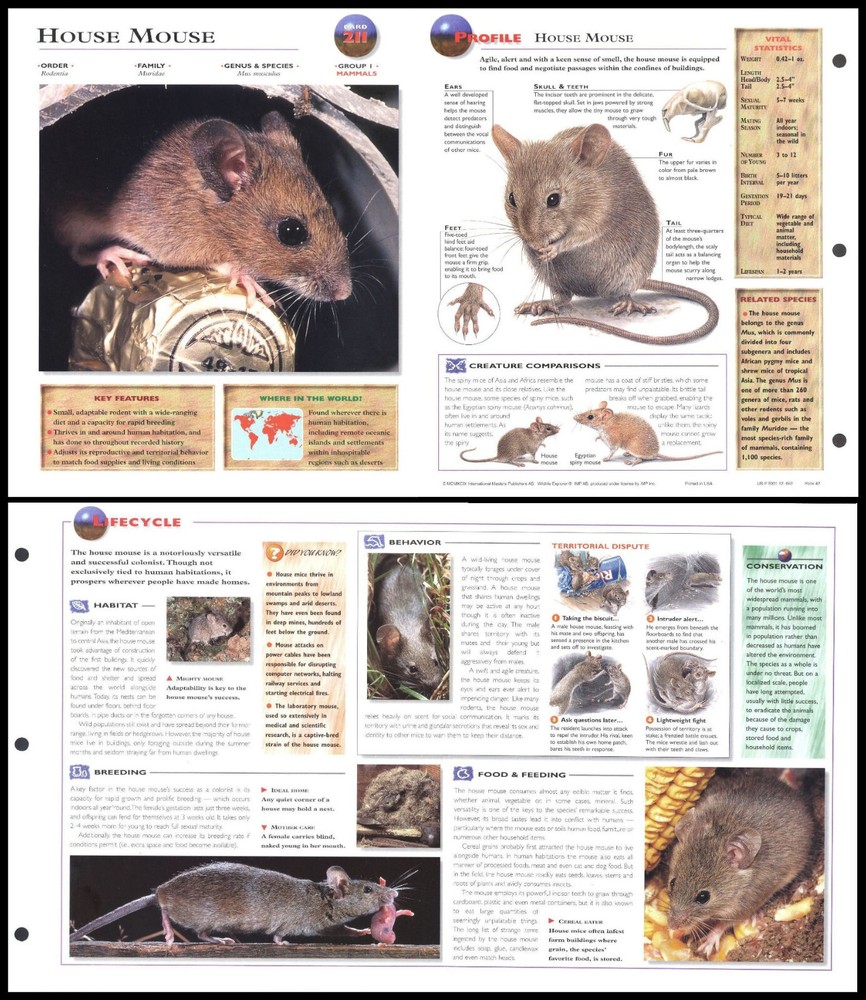 Fold-Out Sheet - House Mouse - 211