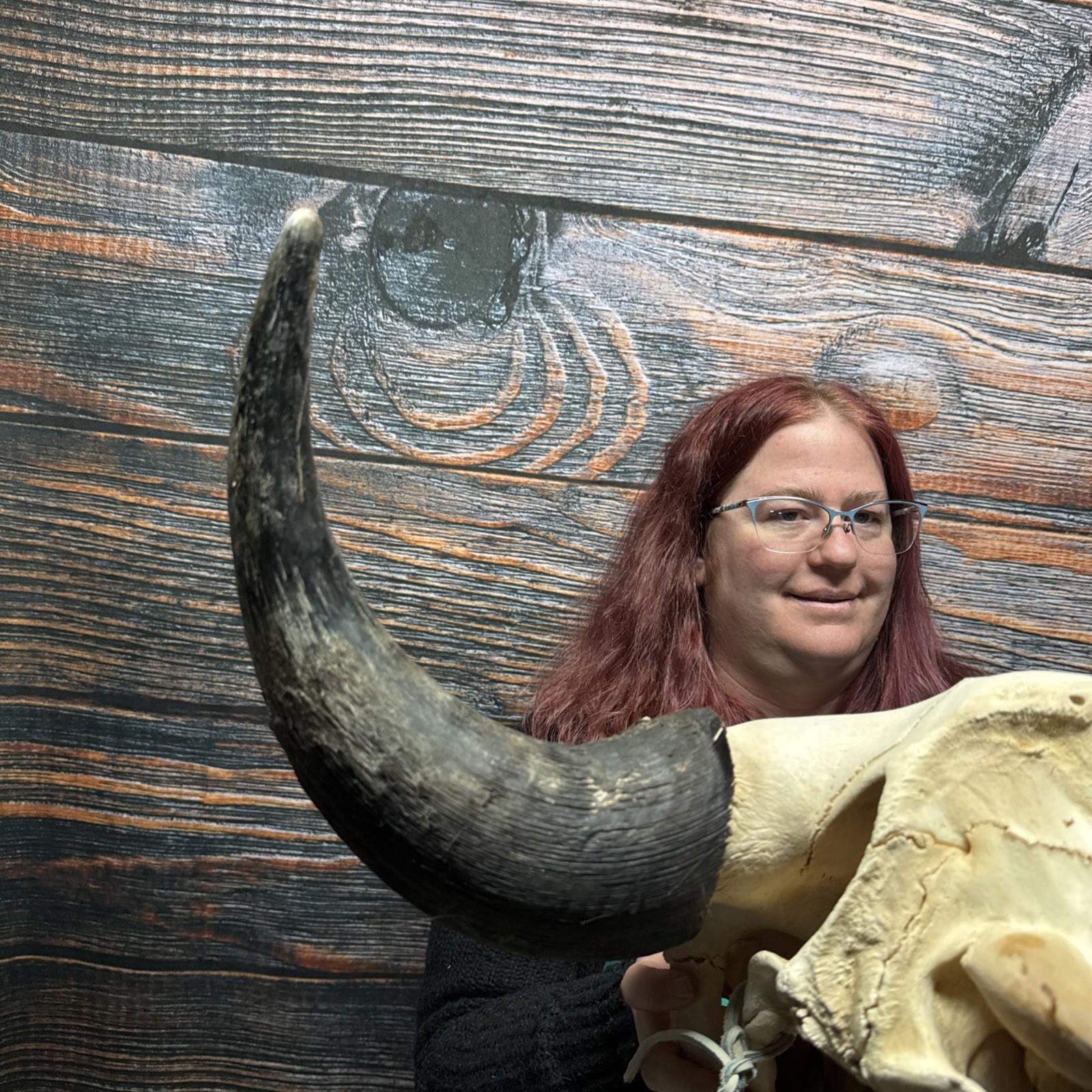 Real Trophy XL Bull Buffalo Bison Skull Horn Animal Mount Western Unique Cabin