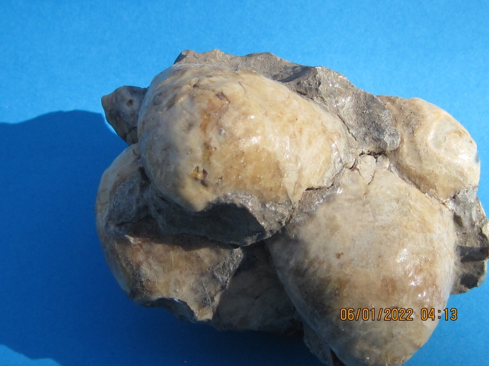CLAM SHELL CLUSTER