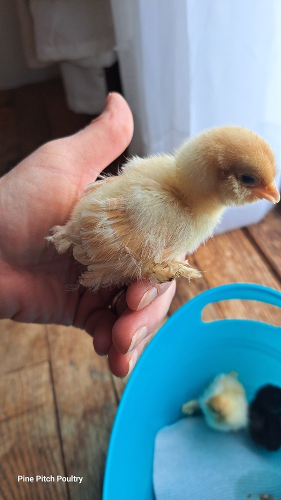 12 D'uccle Hatching Eggs Npip