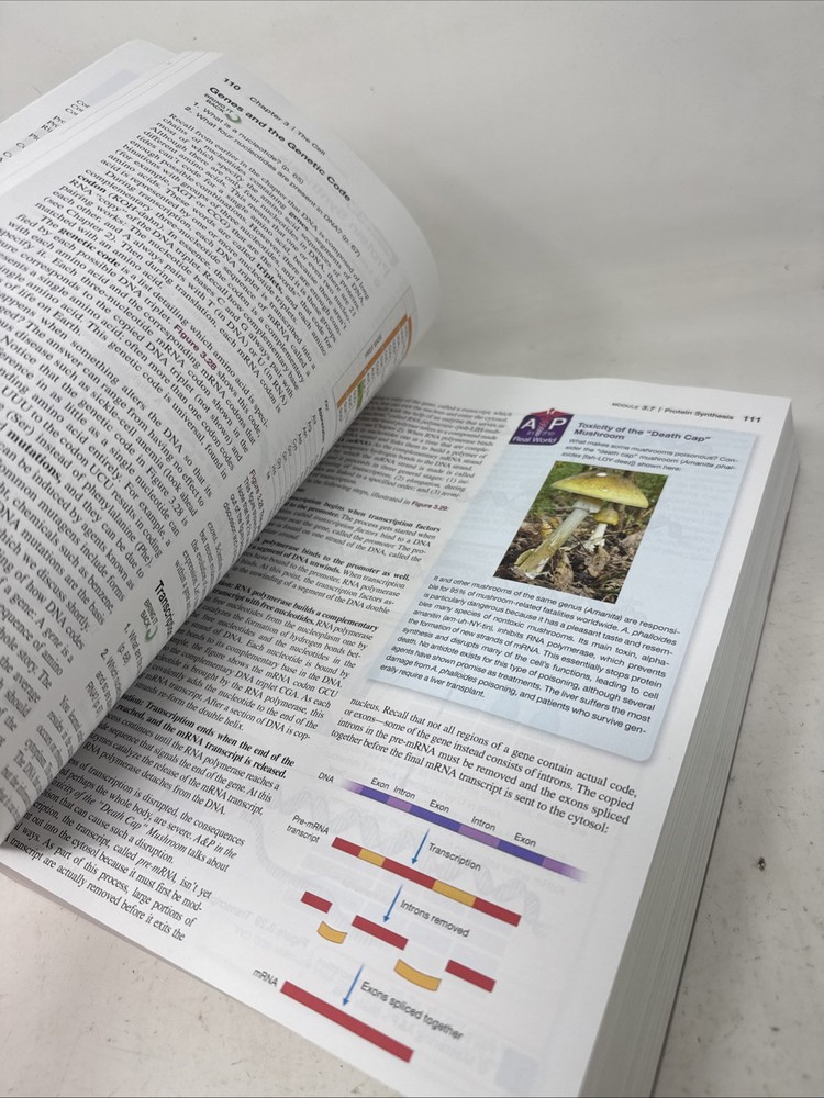 Human Anatomy & Physiology - Bound LooseLeaf- Third Ed. Pearson