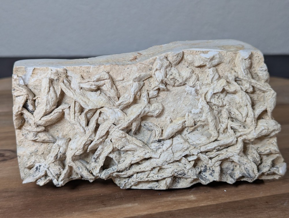 Colony Trace Fossil