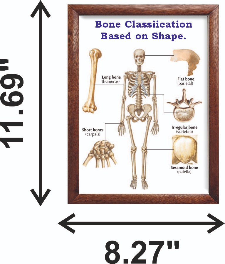 Bone Classiication Based on Shape. Chart 12x18 inches