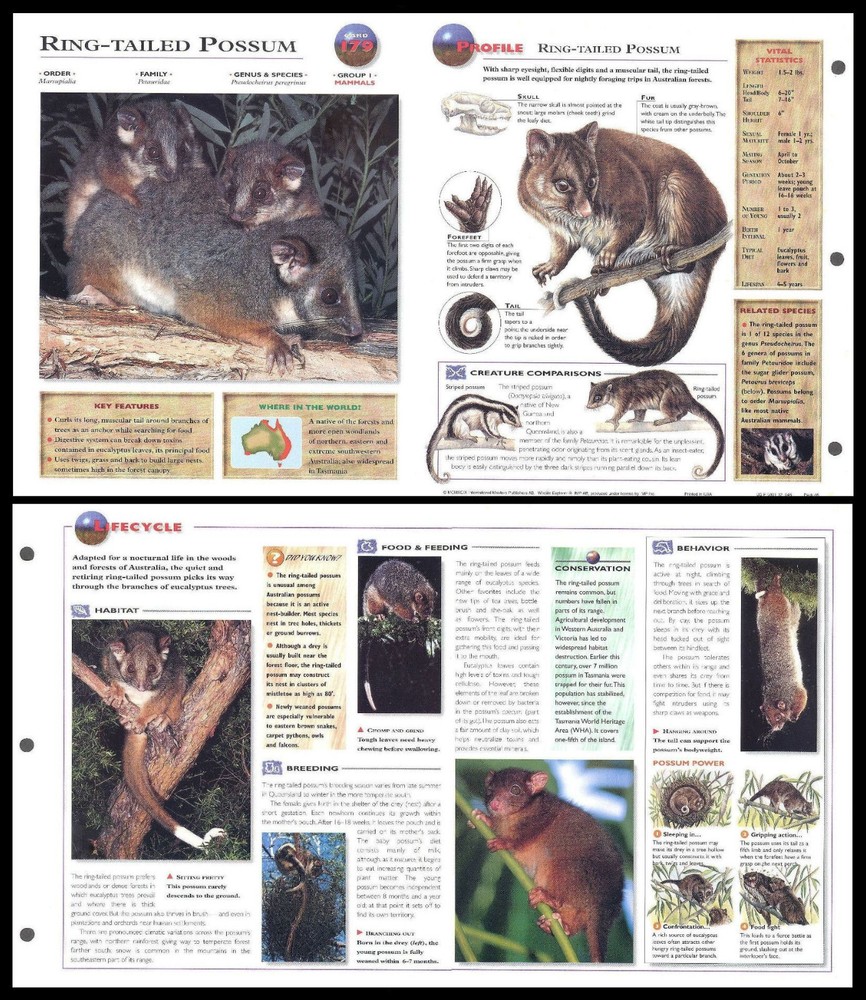 Fold-Out Sheet - Ring-Tailed Possum - 179