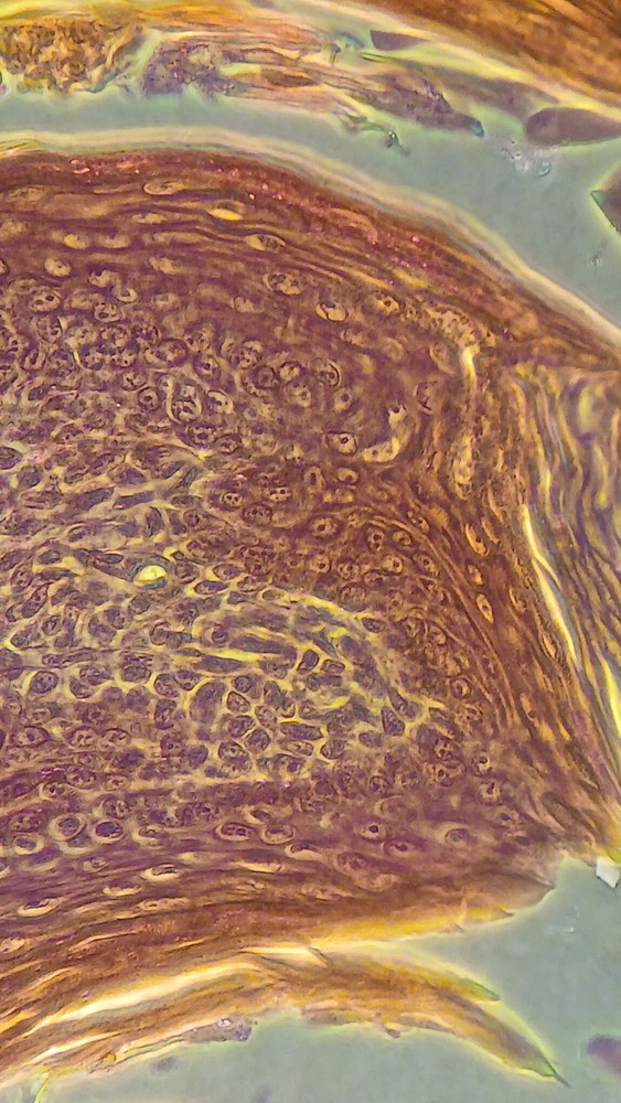 ZEISS MICROSCOPE. Carl Zeiss Neofluar 40x Ph2 Lens
