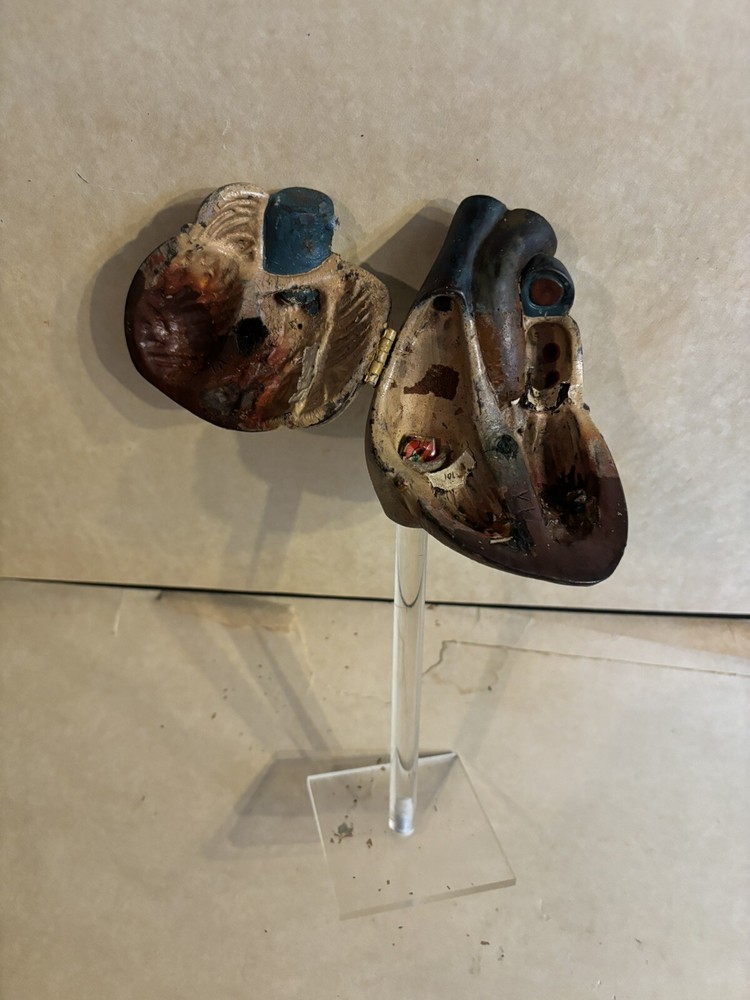 Antique Human Heart Anatomical Model