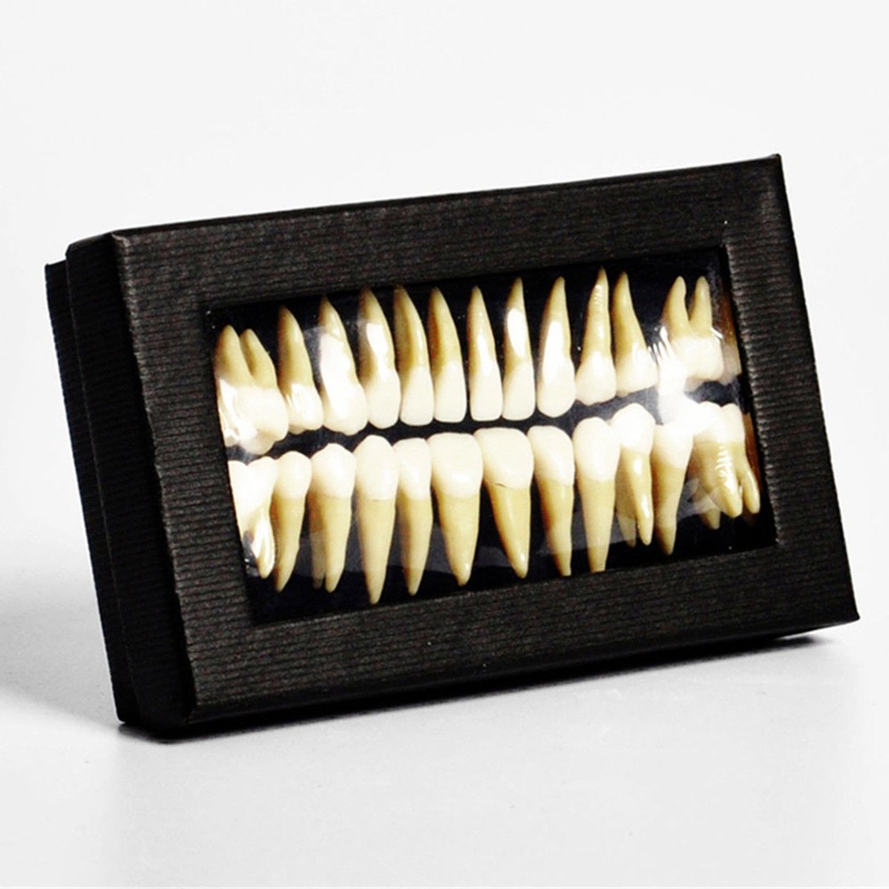 28 Pcs Dental Lab 1:1 Full Permanent Teeth Demonstration Study Teach Model #7008