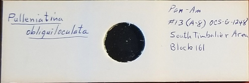 Foraminifera Pulleniatina obliquiloculata Microfossil Microscope Slide