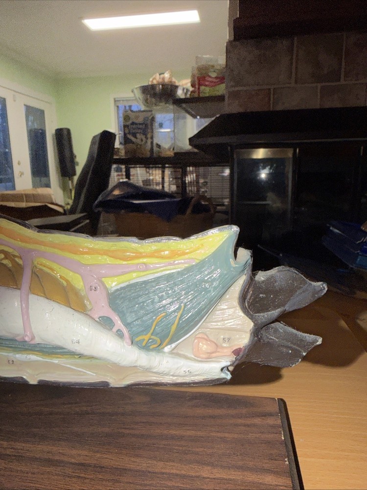 Vintage Bobbitt Laboratories Grasshopper Anatomy Model