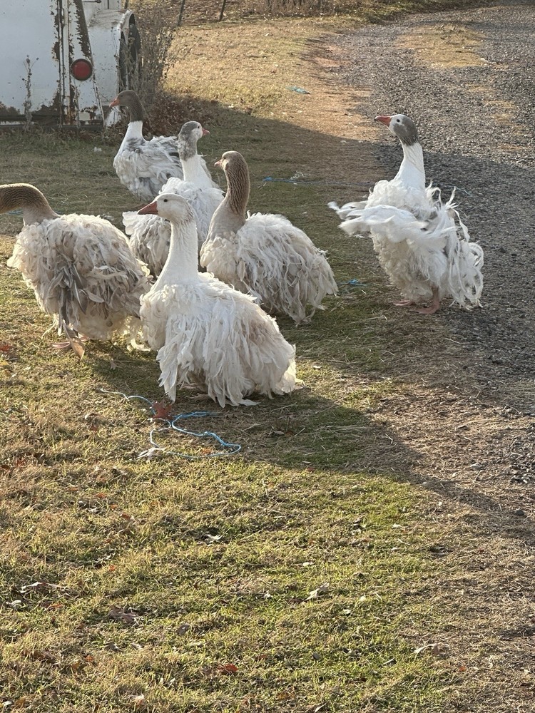 4 Sebastopol Geese Hatching Eggs read description please.