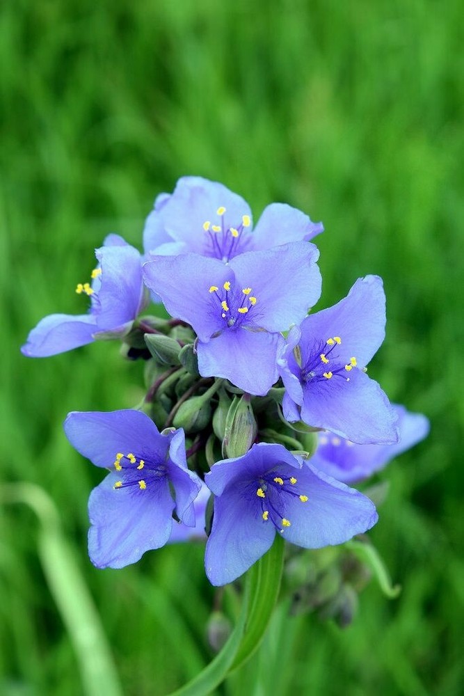 Spiderwort (Tradescantia virginiana) | Bare-root