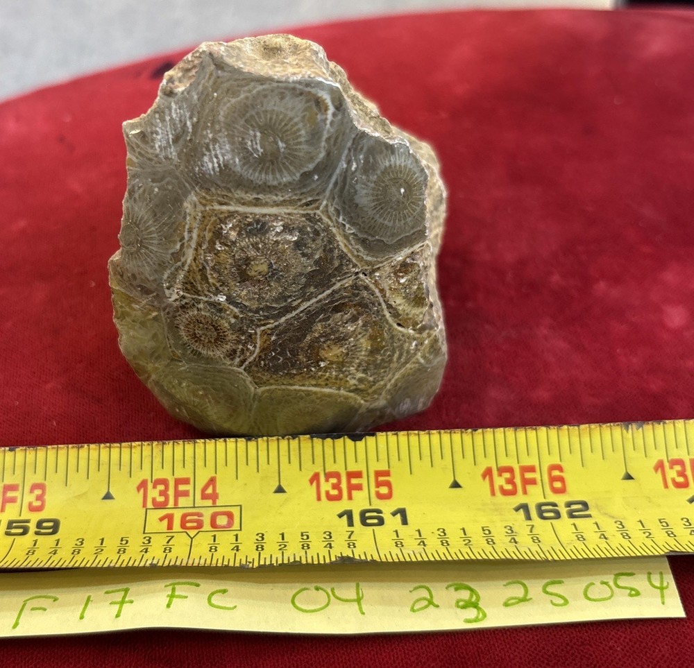 Petrified Coral End Polished