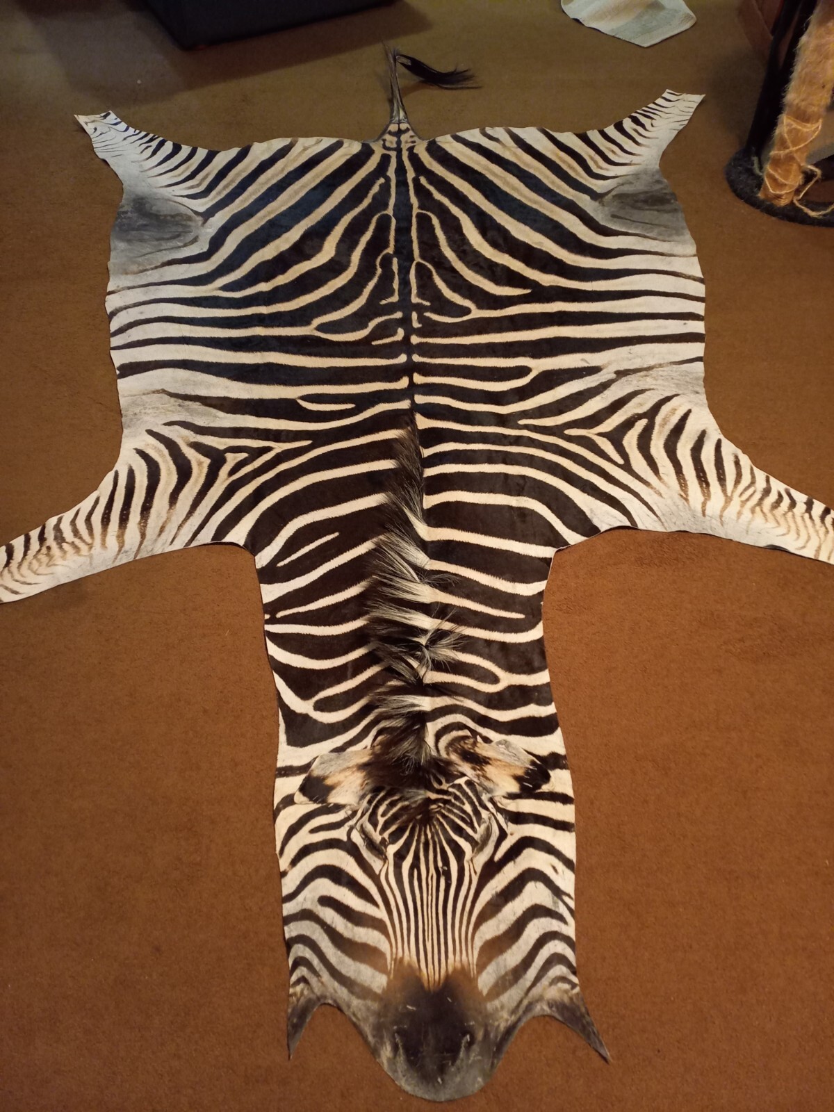 Zebra hide / skin - Large Genuine South African Burchell Zebra hide - 35% OFF