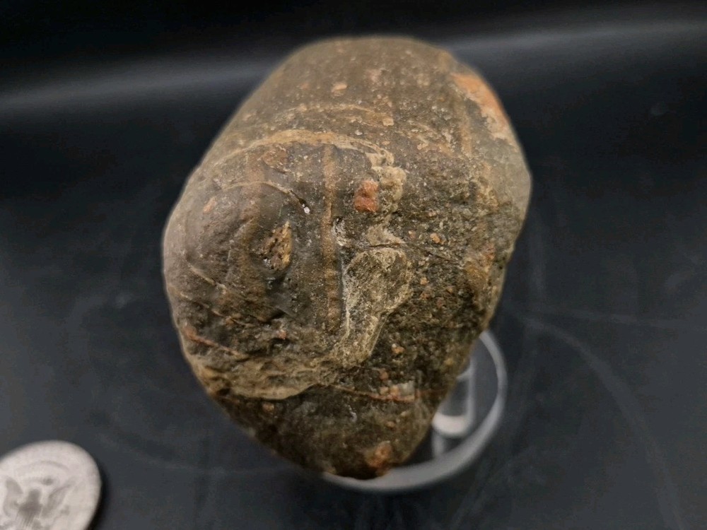 Real Permineralized Dinosaur Half Egg Embro