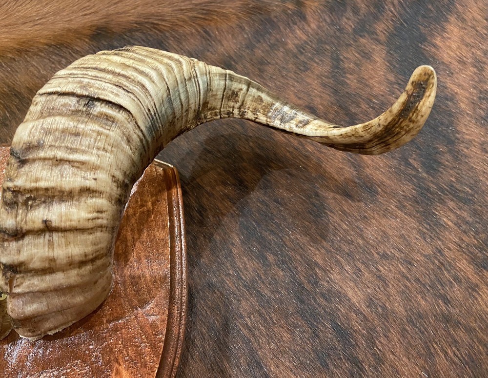 Taxidermy Persian Rams Horns