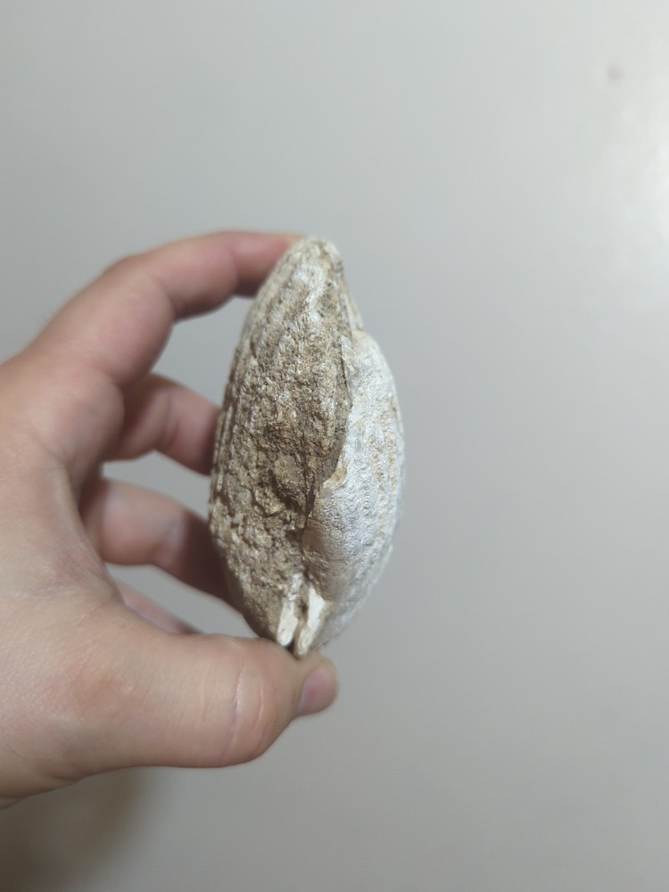 rare clam fossil