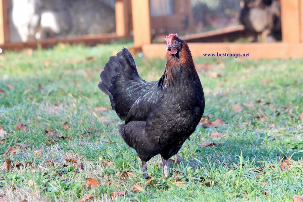 12+ Fertile Black Copper Marans Chicken Hatching Eggs