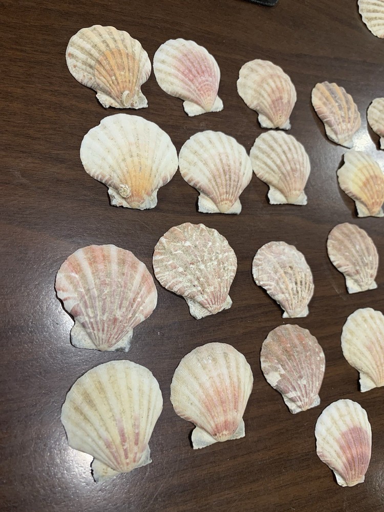 25 Medium Size Various colored Scallop Sea Shells most 2 in