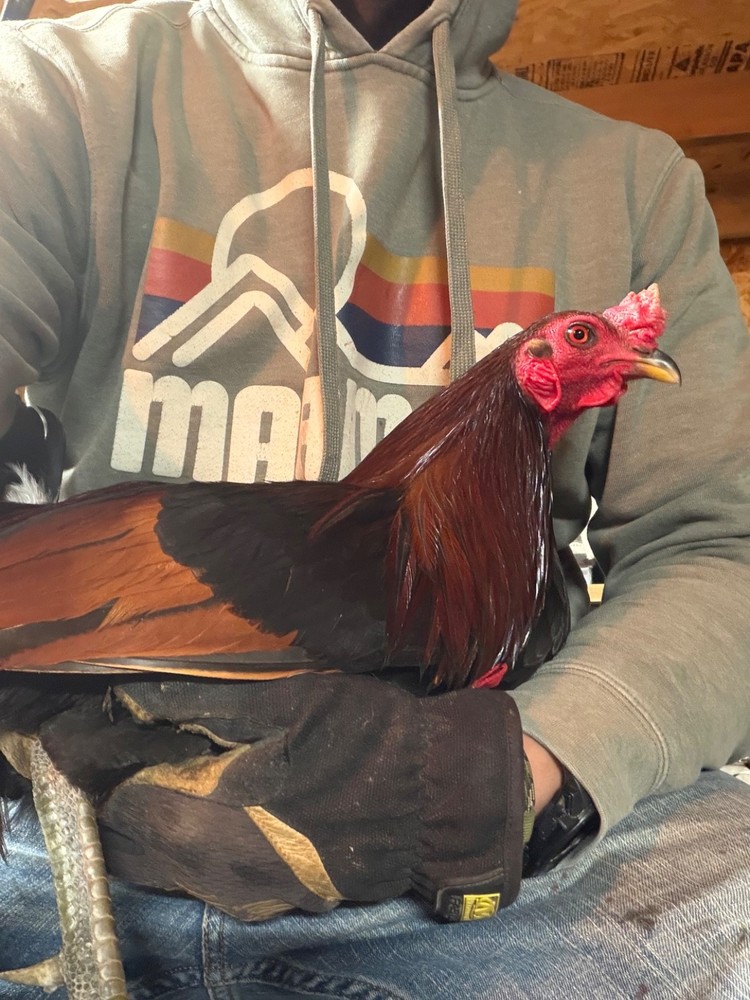 18 Mug, Pumpkin, Blue, Black, RQ cross chicken hatching eggs