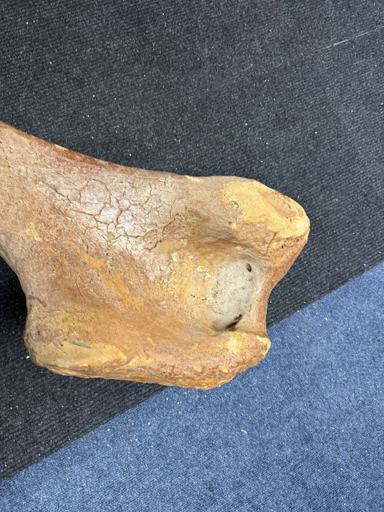 MASSIVE Mammoth Bone Replica Fossil Dino Bone Rare