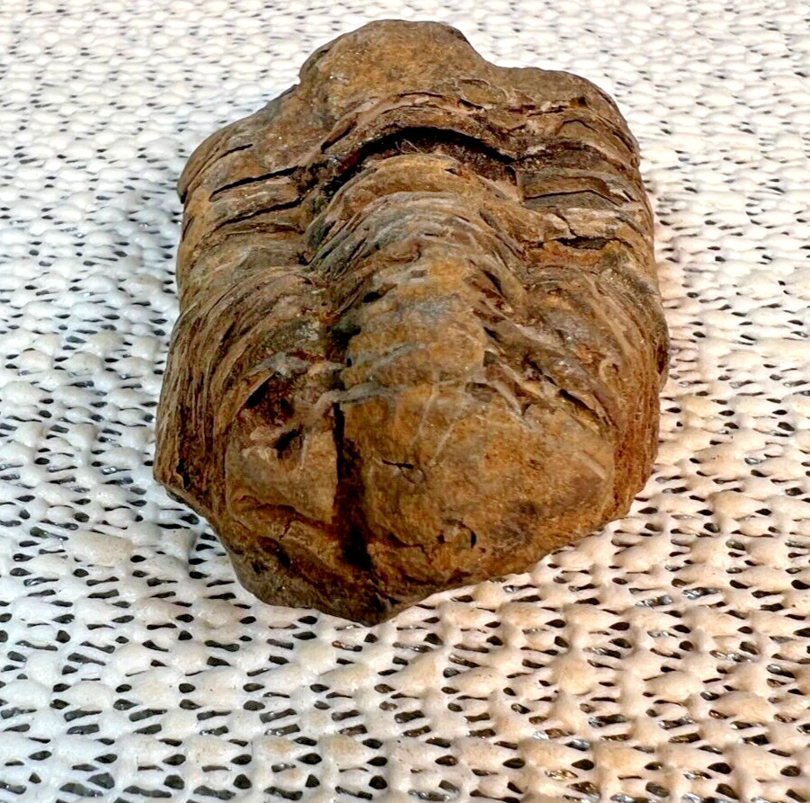 Fossilized Trilobite from Morocco. 72 grams