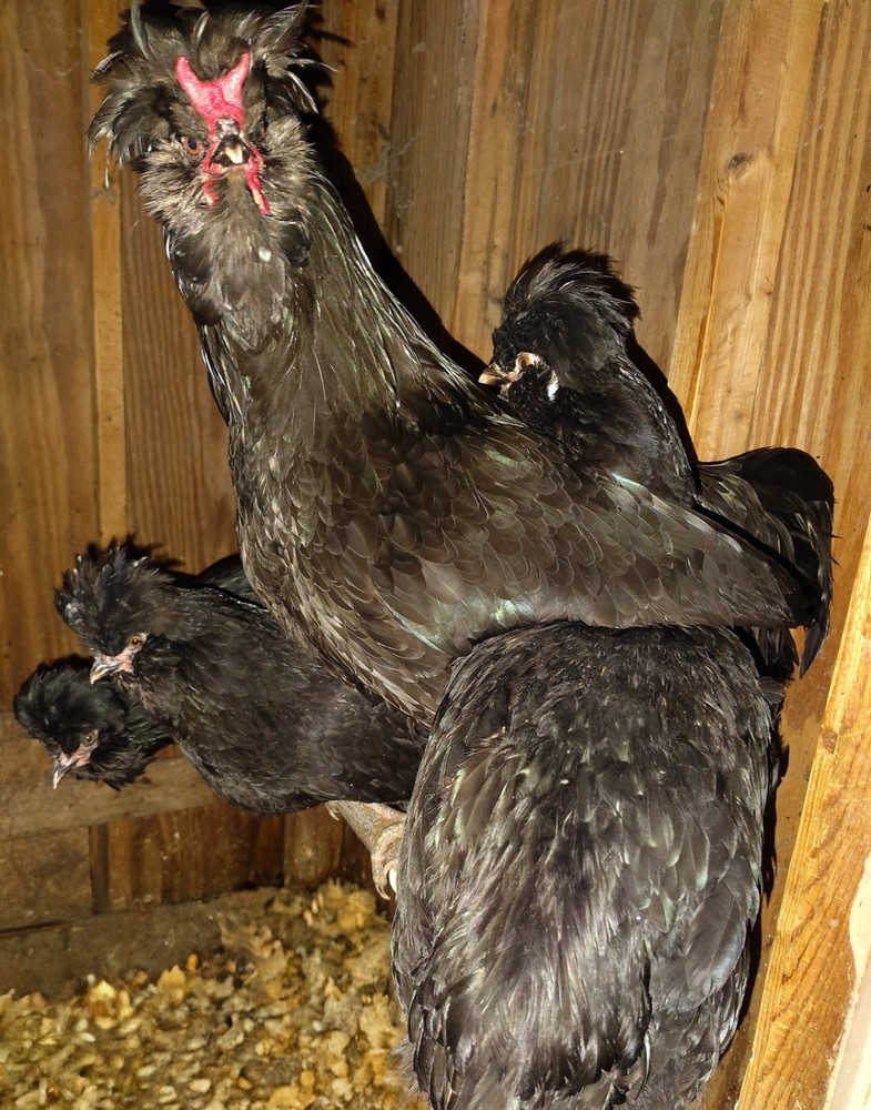 12 black crevecour hatching eggs