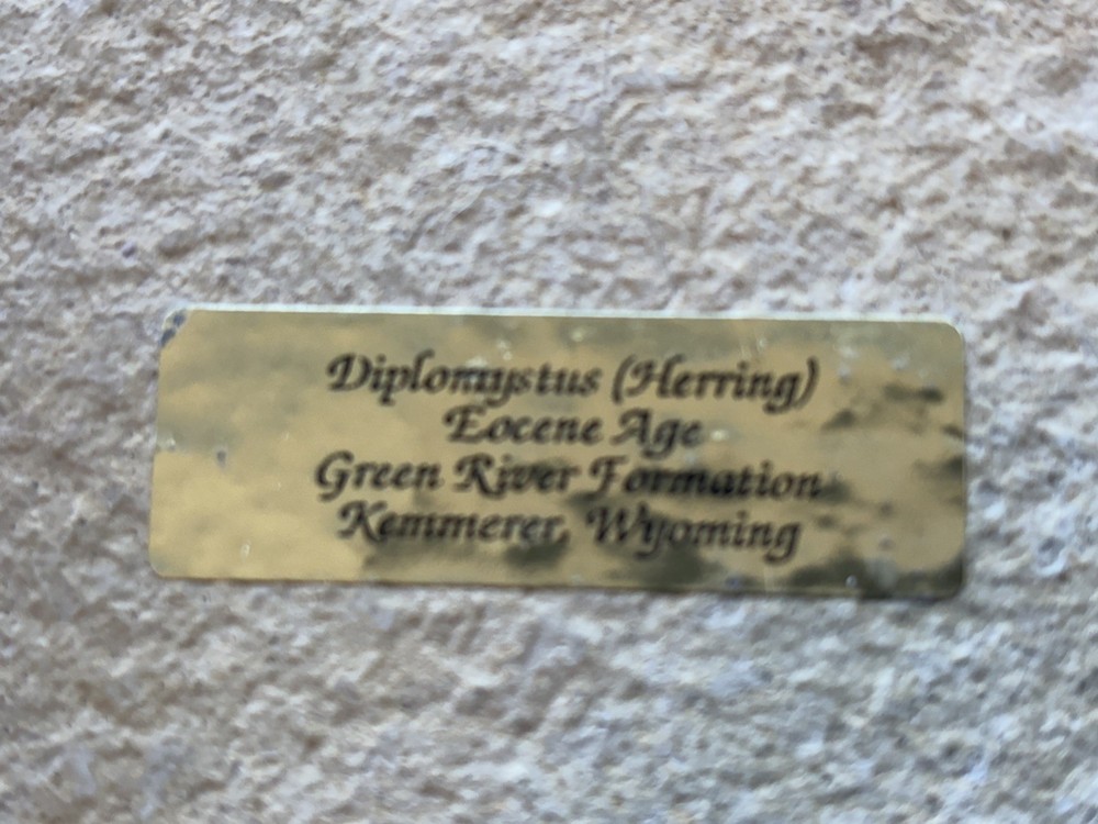 7” X 4.5” X 5/8” Herring Eocene Age
