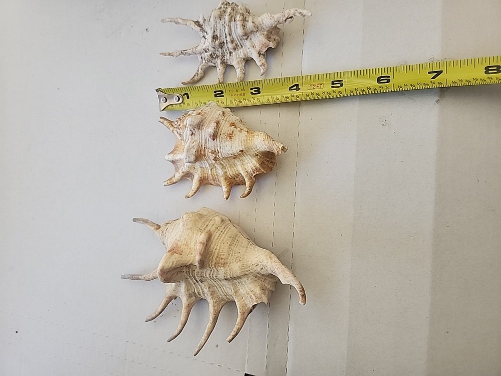3 SPIDER CONCH shells.