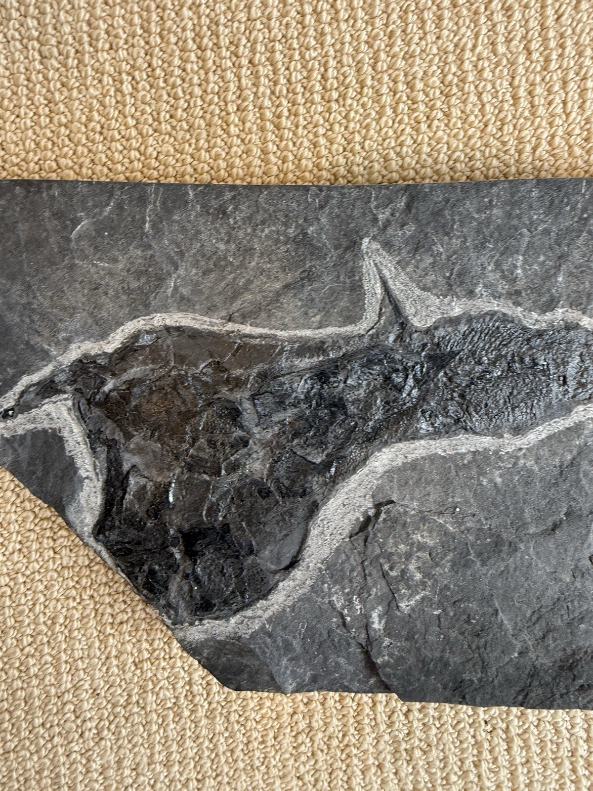 Coccosteus Placoderm Devonian Fossil