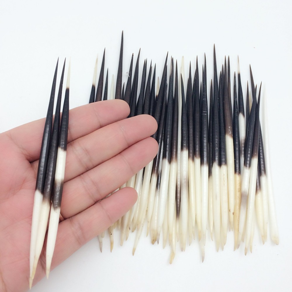 10PC Porcupine Quills (2~ 4 Inch)