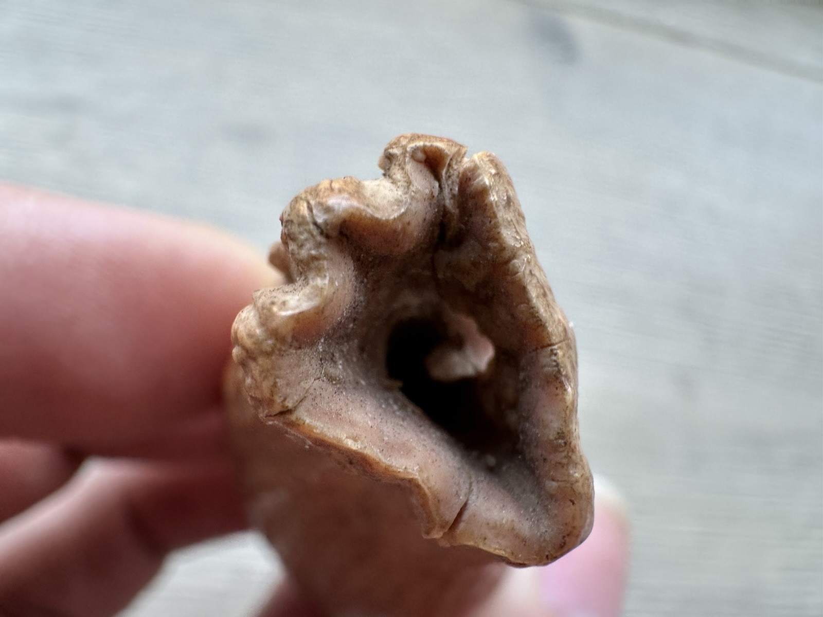 3.8” Ursus Spelaeus 25,000 Years Old Cave Bear Tooth Perfect Condition