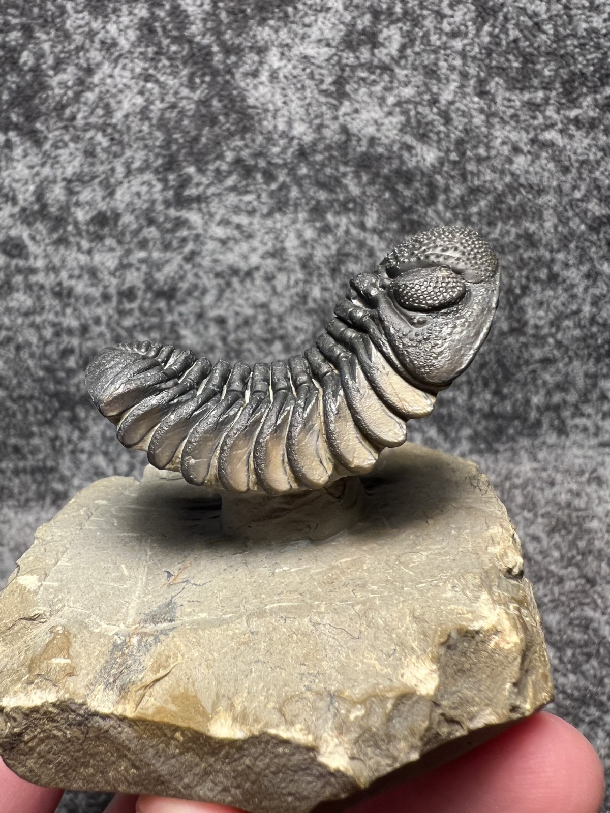 Exceptional Moroccops sp. Trilobite Fossil – Stunning Flying Preparation