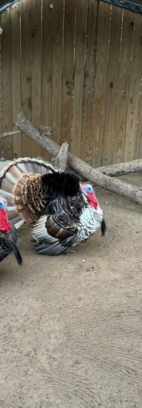 8🦃 RARE HERITAGE TURKEY HATCHING EGGS –  Sweetgrass Lines 🦃
