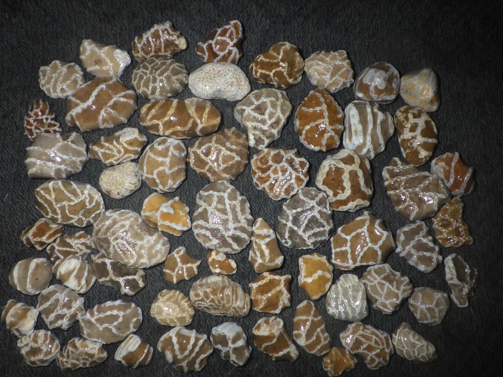 Small Chain Coral Halysites