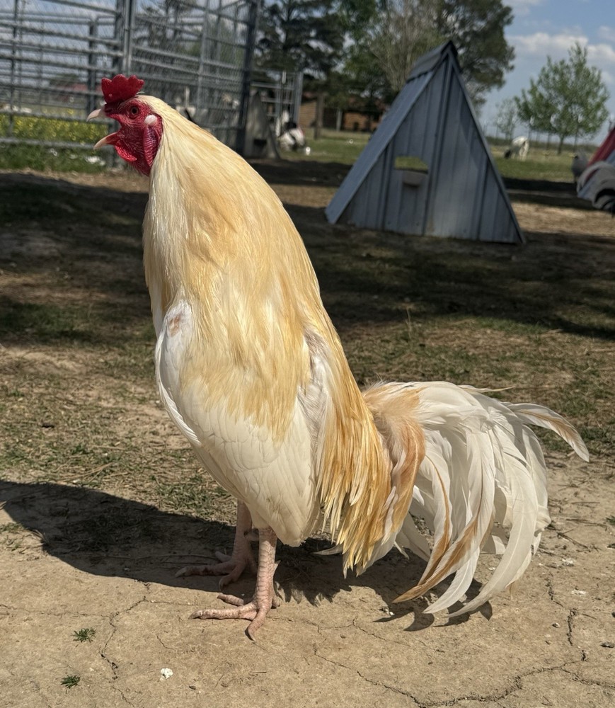 chicken hatching egg