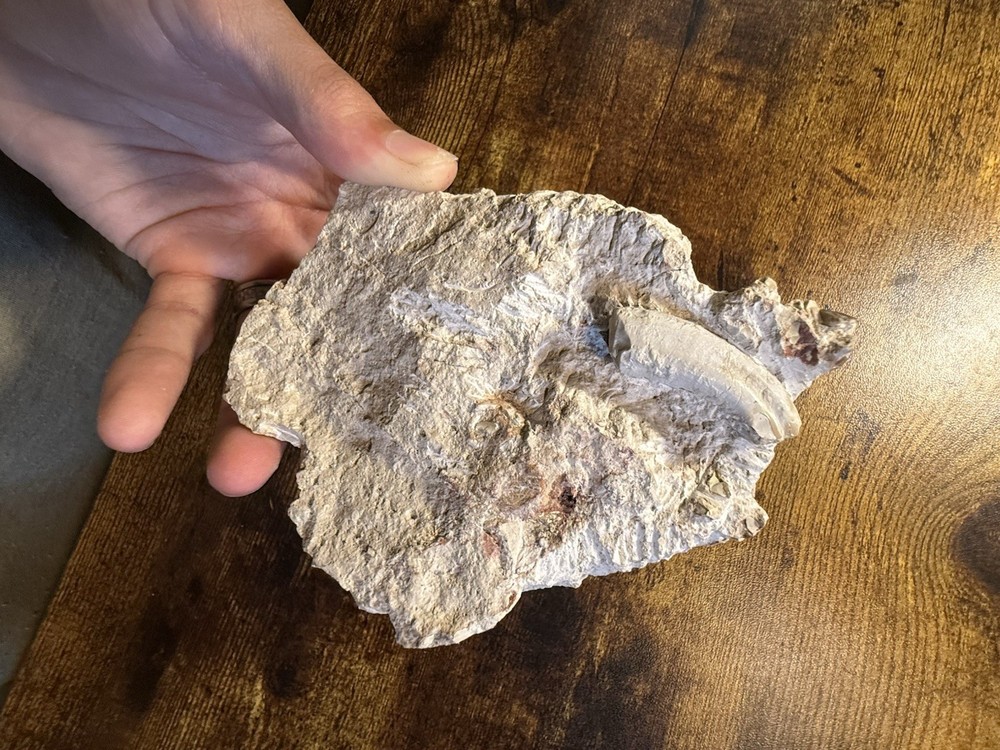 Oreodont Skull! White River Formation