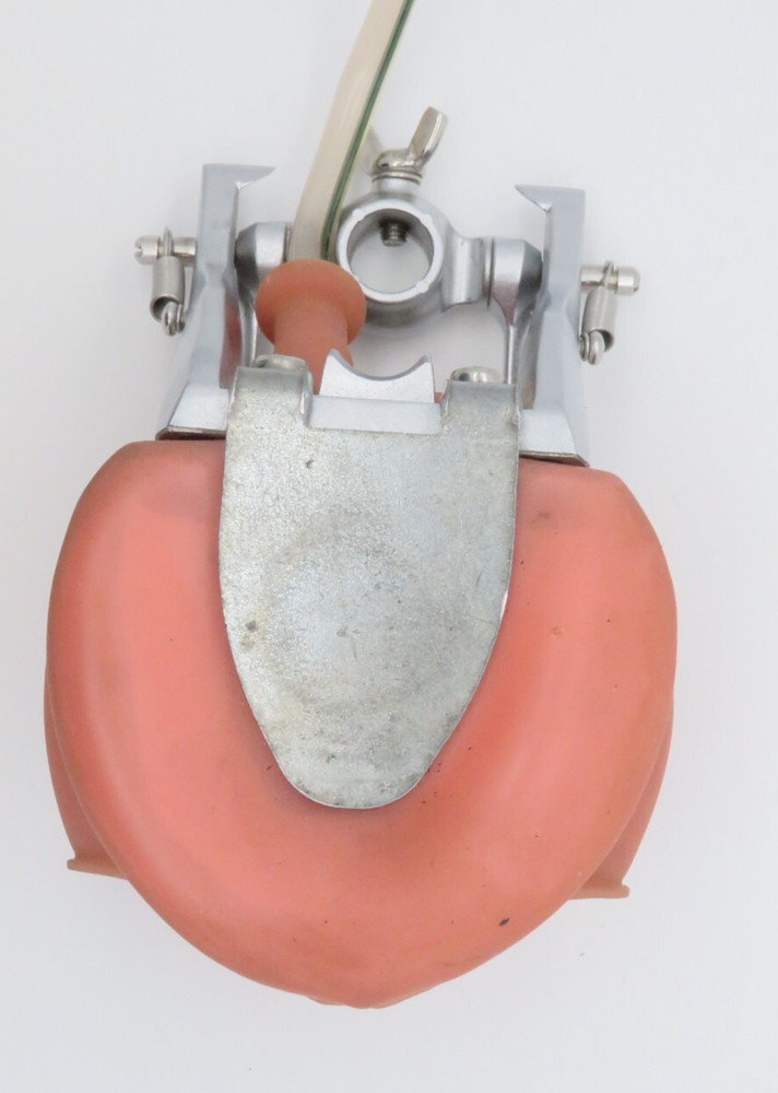 Dental Training Typodont, Dentist Practice Mouth with Teeth