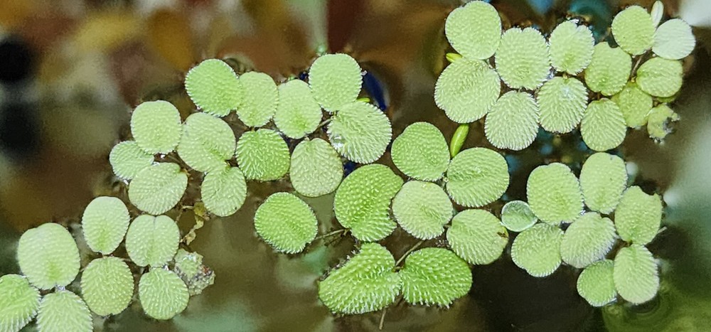 Aquarium plants
