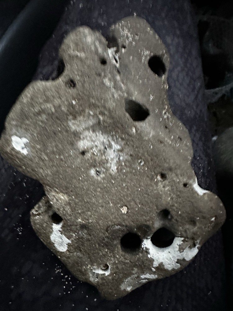 Hag Stone Potted Beach Stone Rock With Shells Inside 5”x 3”